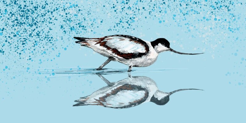 Image of Avocet by Stuart Roy